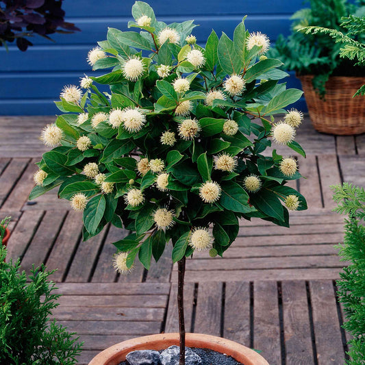 Kogelbloem - Cephalanthus occidentalis - Heesters