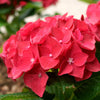 Boerenhortensia - Hydrangea macrophylla