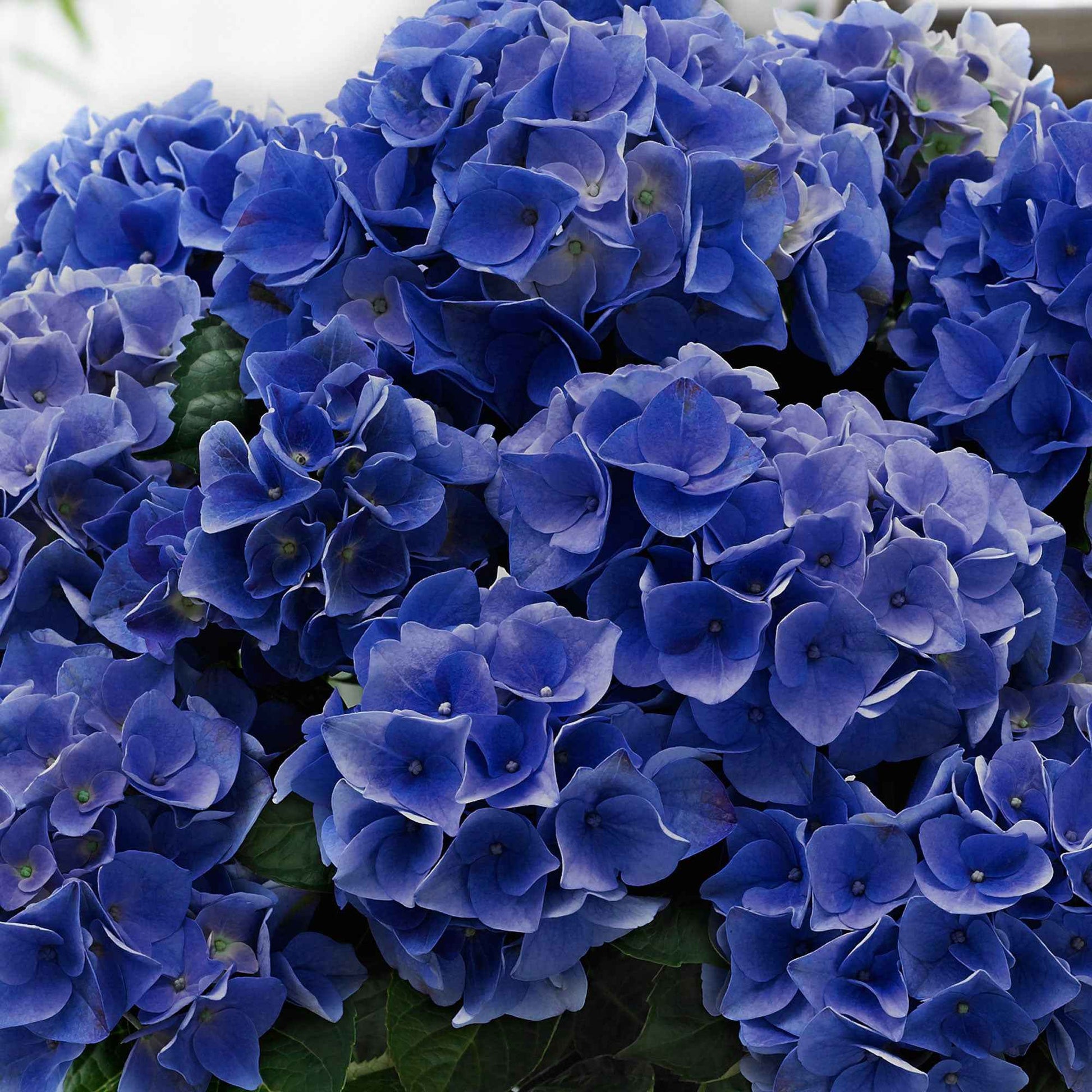 Boerenhortensia 'Blue Boogie Woogie'® - Hydrangea macrophylla 'blue boogie woogie' - Plantsoort