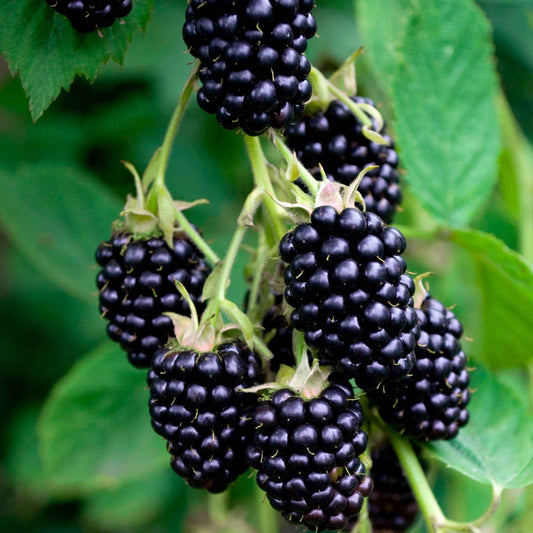 Doornloze braam 'Black Satin' - Rubus fruticosus 'Black Satin' - Fruit