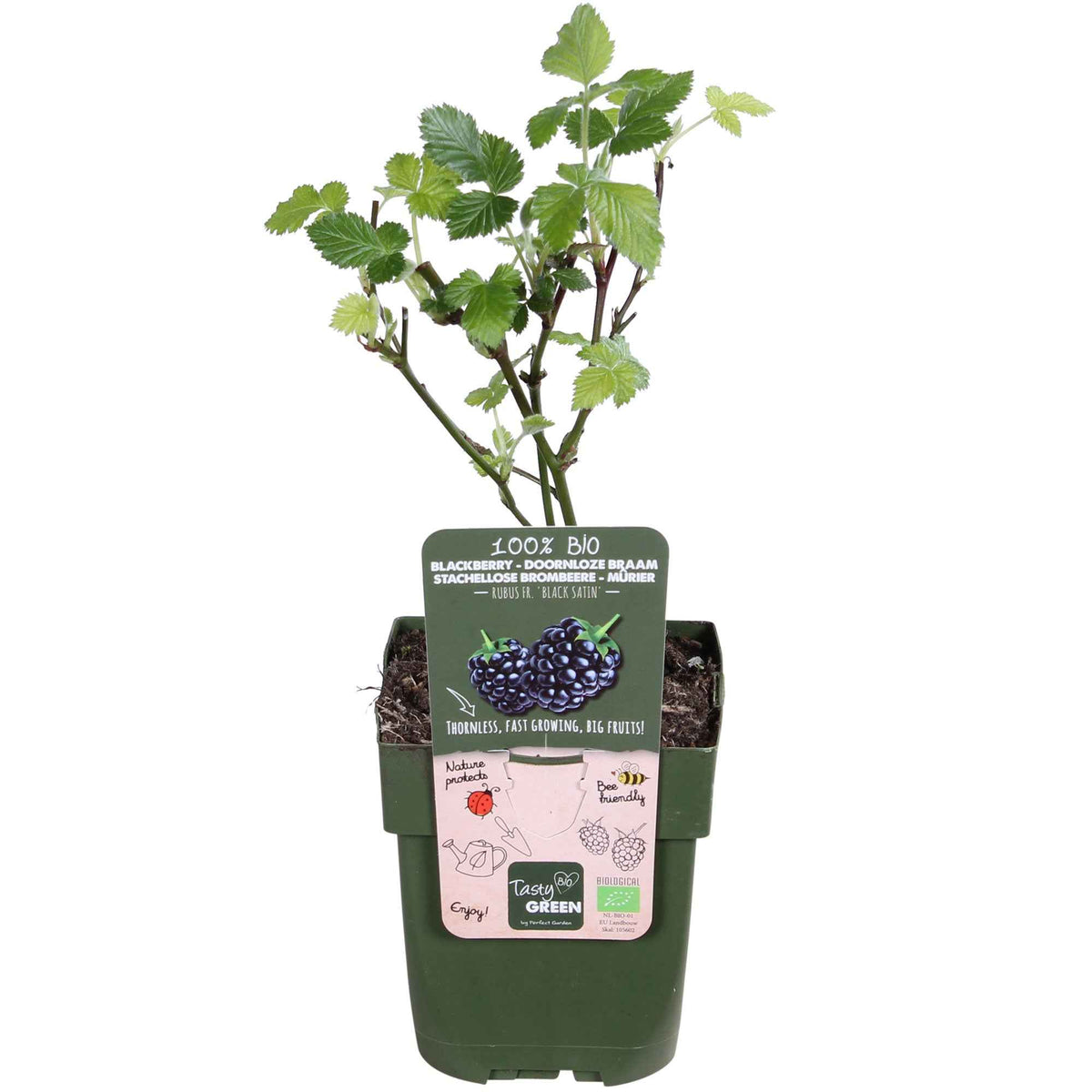 Doornloze braam 'Black Satin' - Rubus fruticosus 'Black Satin' - Bakker