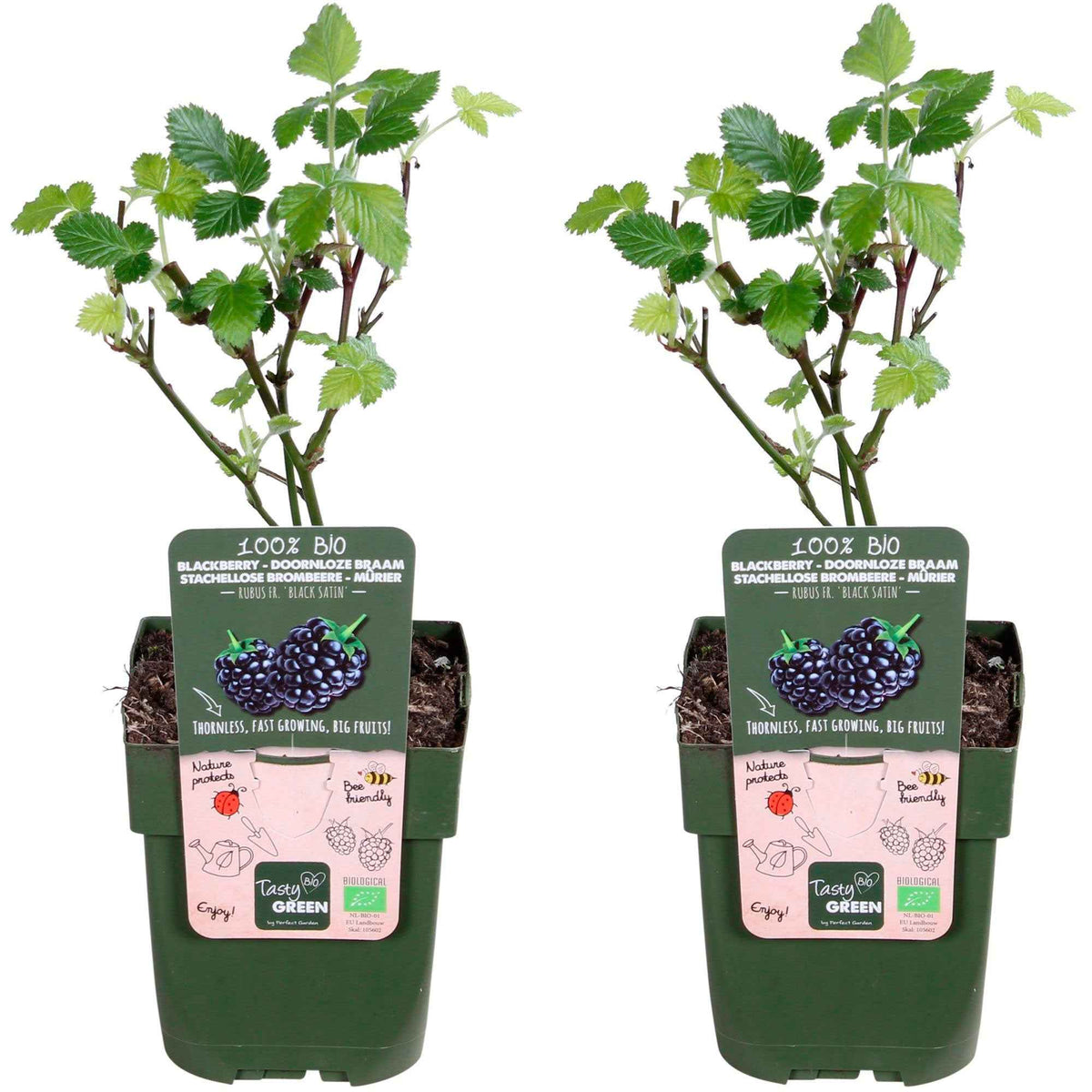 Rubus fruticosus 'Black Satin' - Doornloze braam 'Black Satin' - moerbeiboom