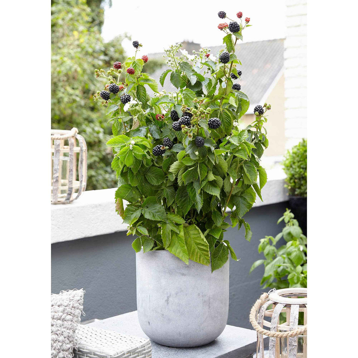 Dwergbraam Rubus 'Little Black Prince' Zwart - Bio - Winterhard - Bakker