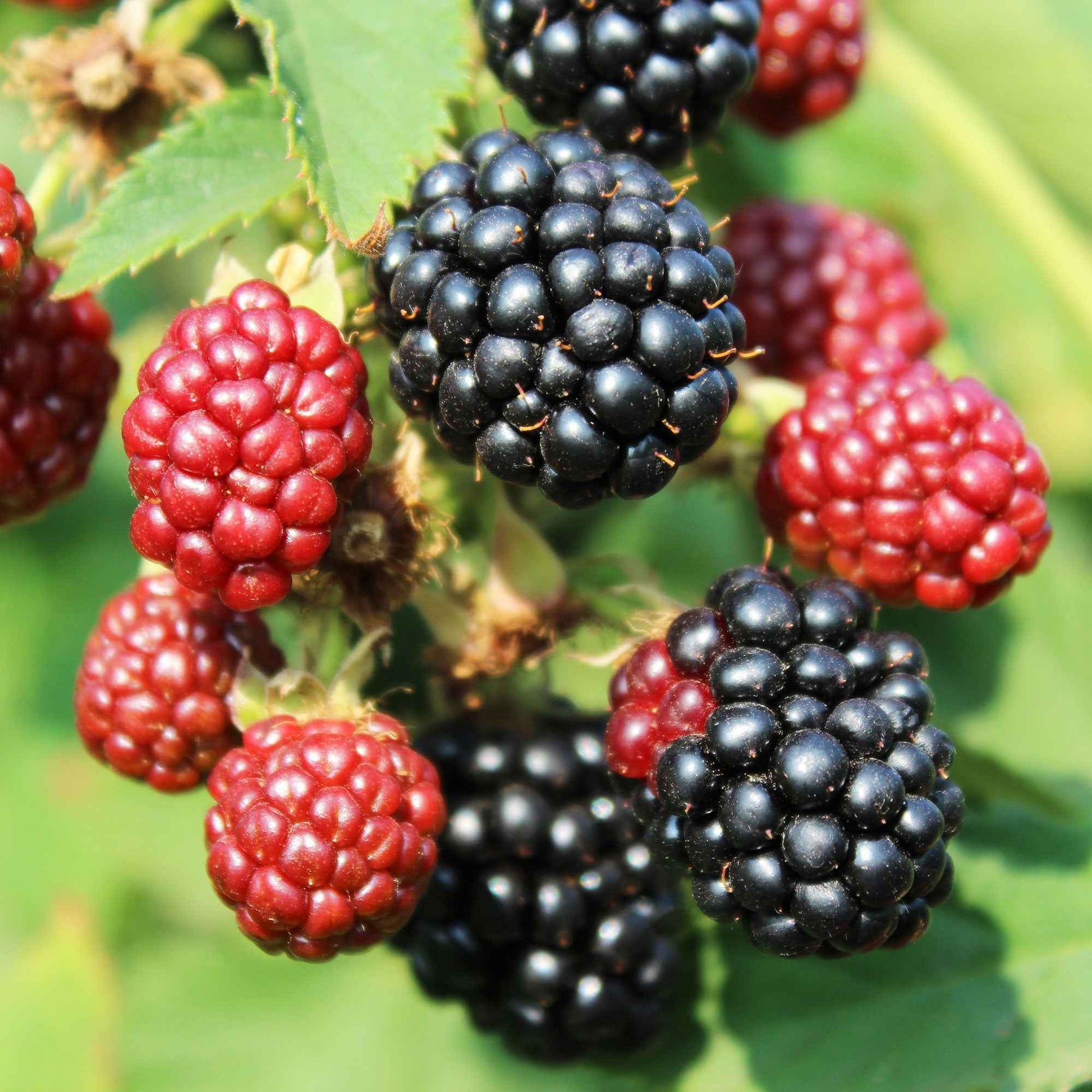 Dwergbraam Rubus 'Little Black Prince' Zwart - Bio - Winterhard - Rubus fruticosus 'Little Black Prince' - Kleine fruitbomen
