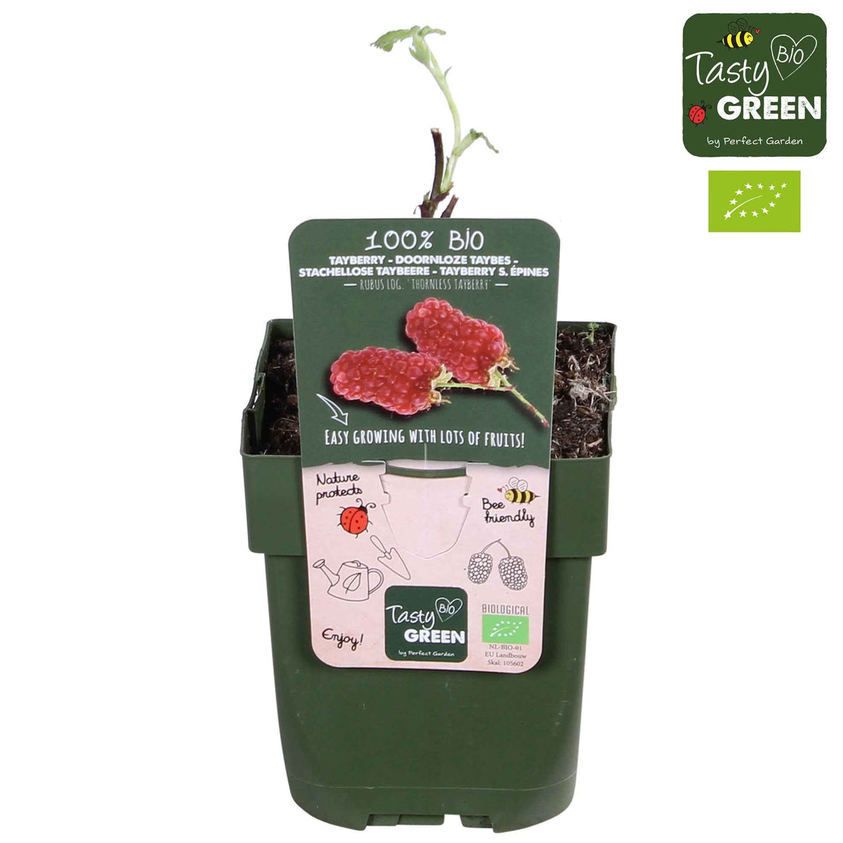 Taybes 'Tayberry' - Rubus 'tayberry' - Bakker