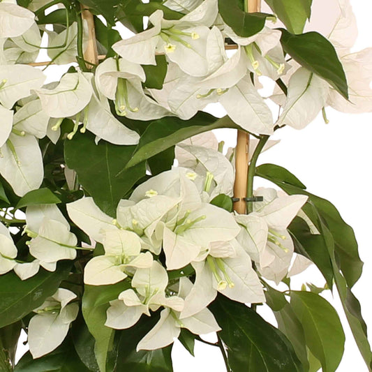 Bougainville 'White Cascade' - Bakker