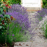 Lavendel (x3) - Lavandula angustifolia ardeche - Tuinplanten