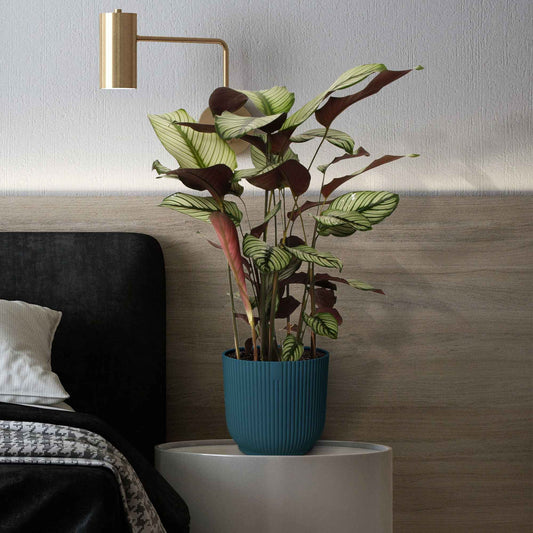 Pauwenplant 'White Star' - Bakker