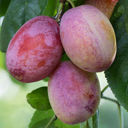 Pruimenboom Opal - Bakker