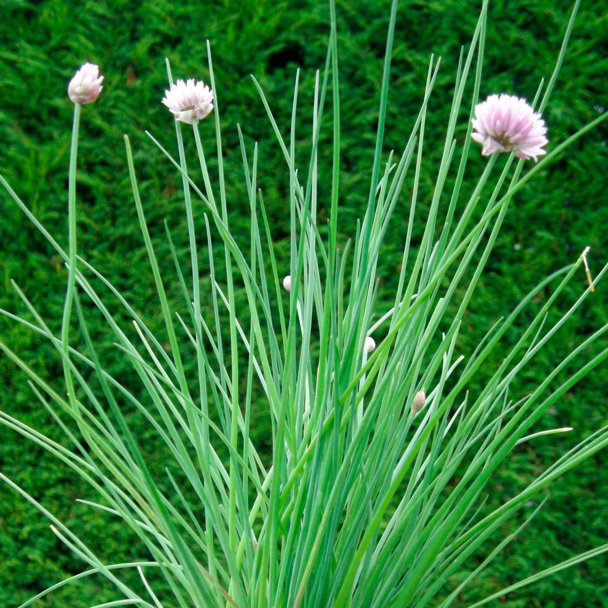 Bieslook - bio - Allium schoenoprasum - Kruiden