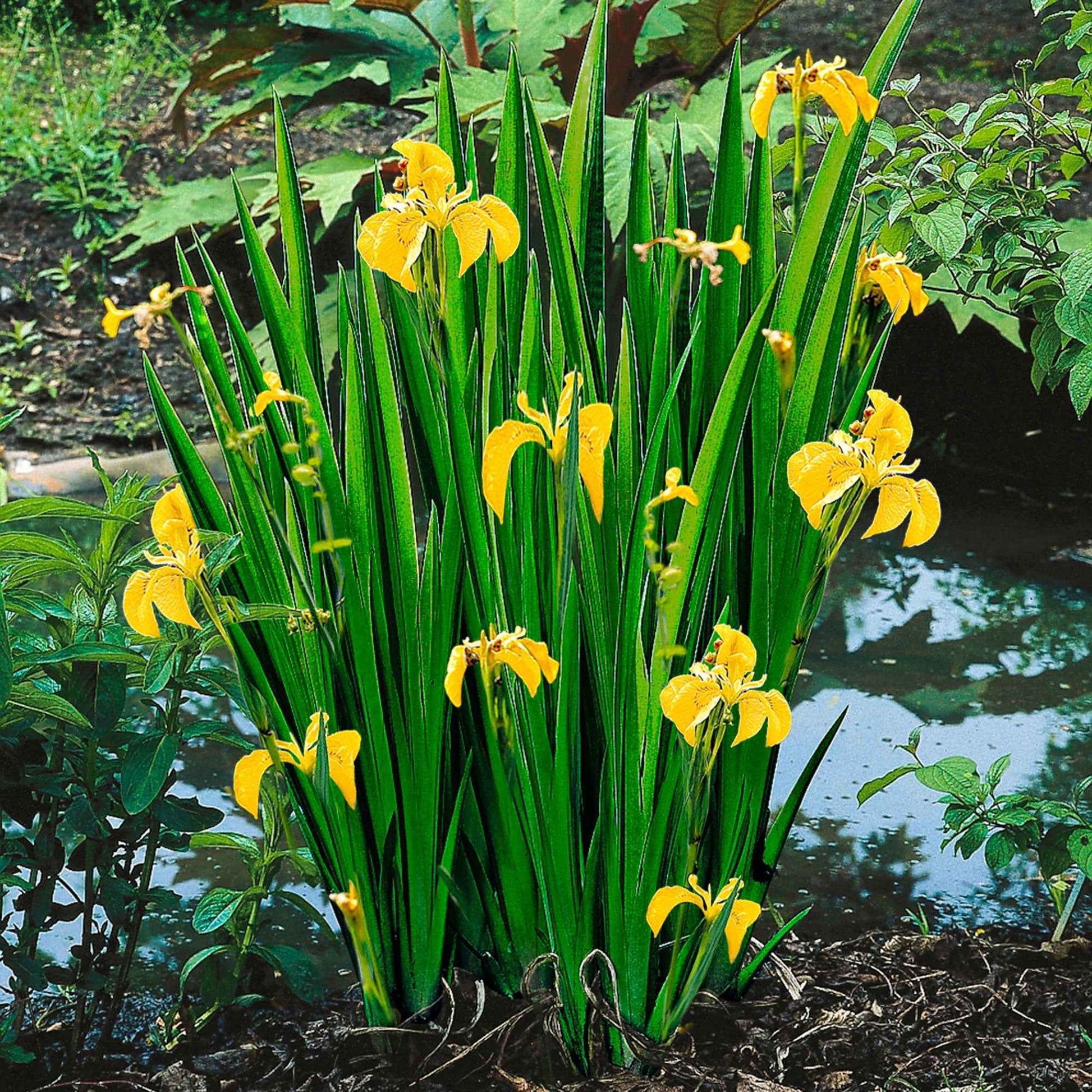 Moerasiris - Iris pseudacorus - Vijvers