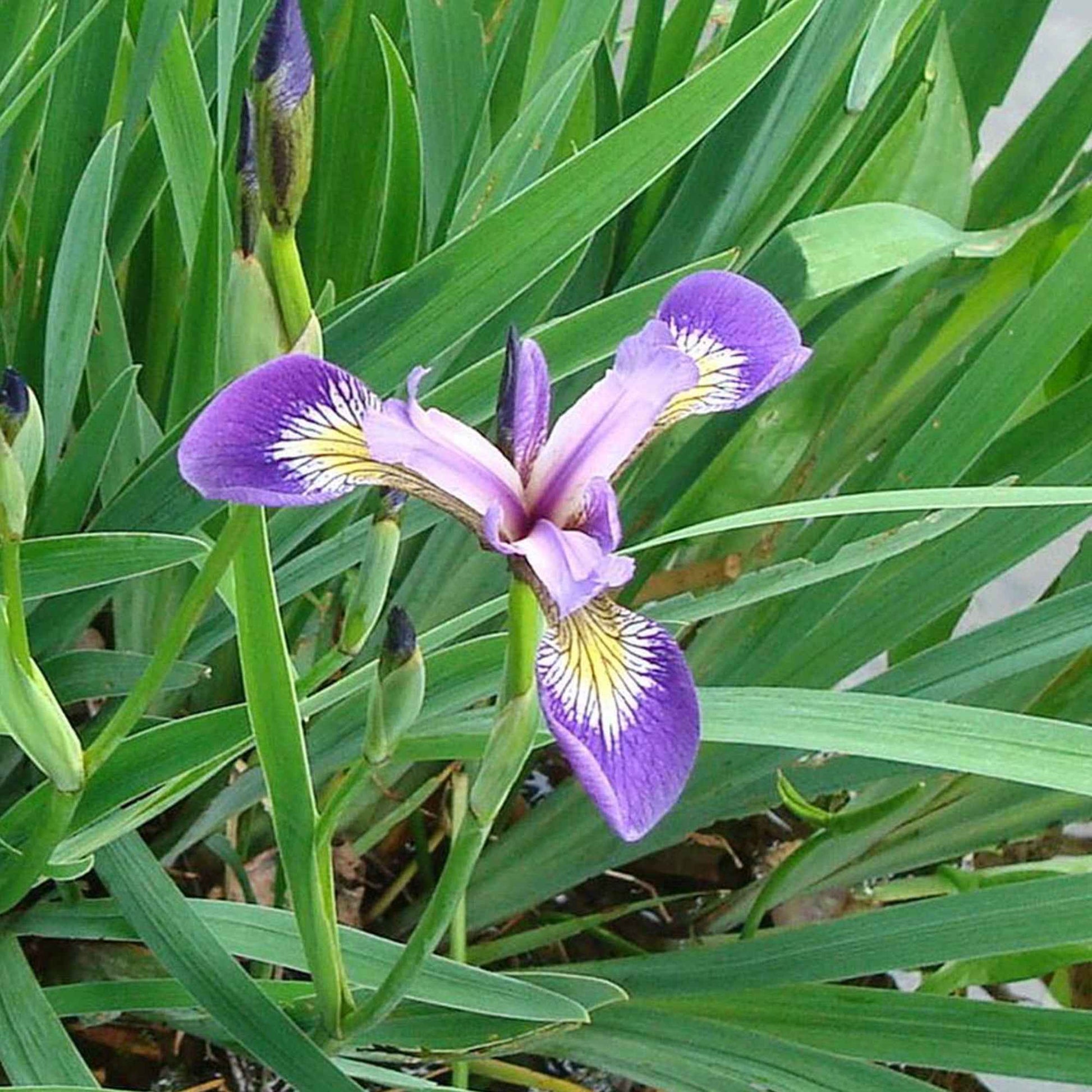 Amerikaanse lis - Iris versicolor - Vijvers