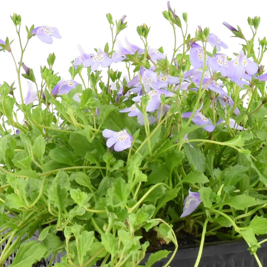 Mazus reptans 'Blue' paars - Bakker