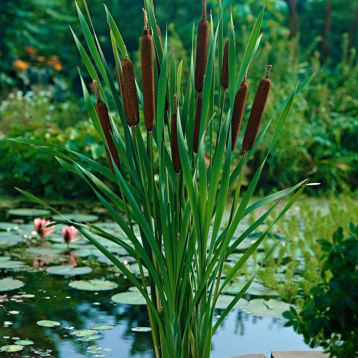Bakker smalbladig mos - Riet - Bakker
