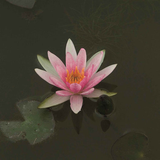 Waterlelie 'Pygmaea Rubra' - Bakker