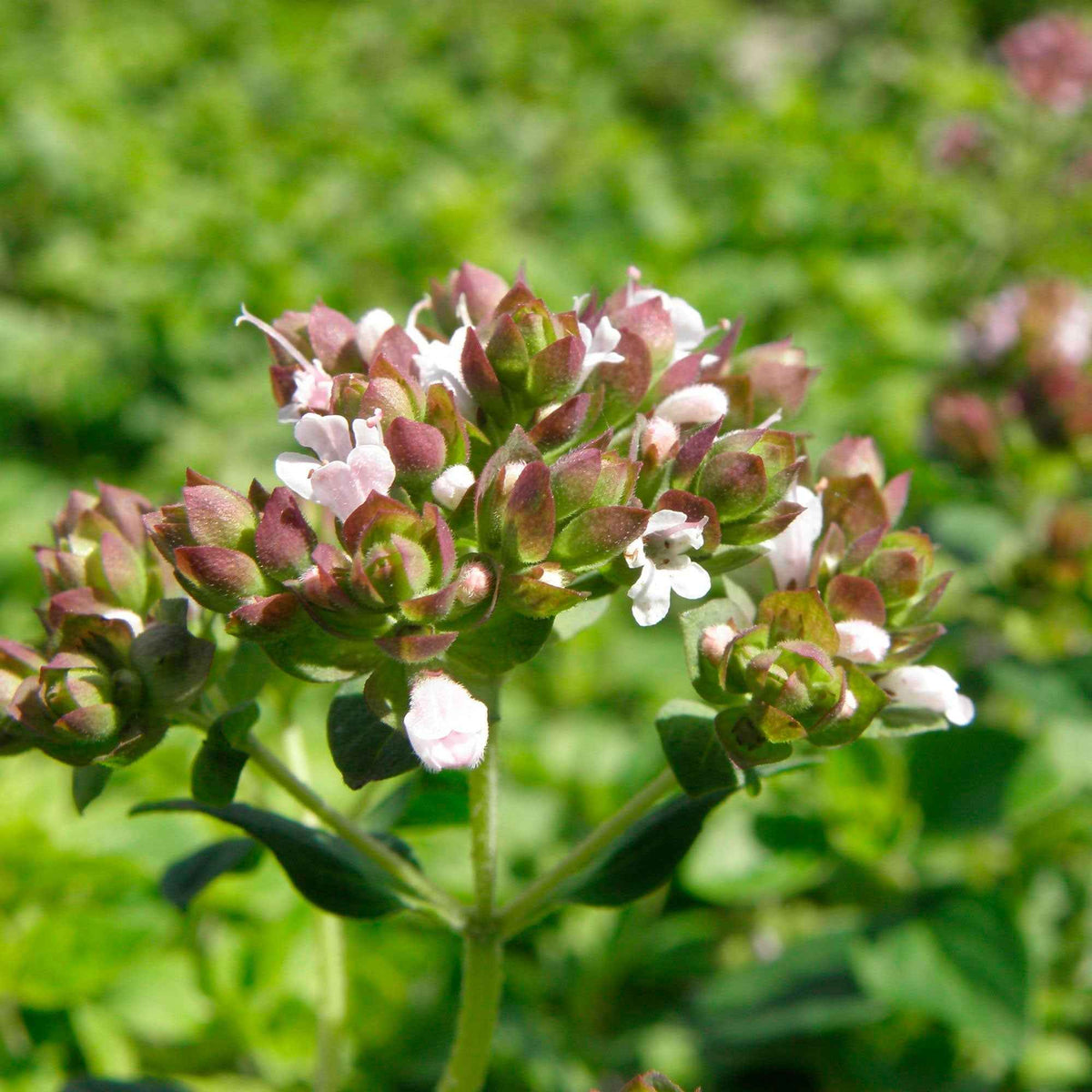 Origanum vulgare - Oregano - Kruidenplanten