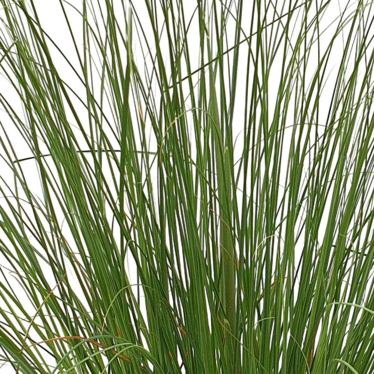 Pampasgras 'Evita' - Cortaderia selloana monstruosa - Bakker