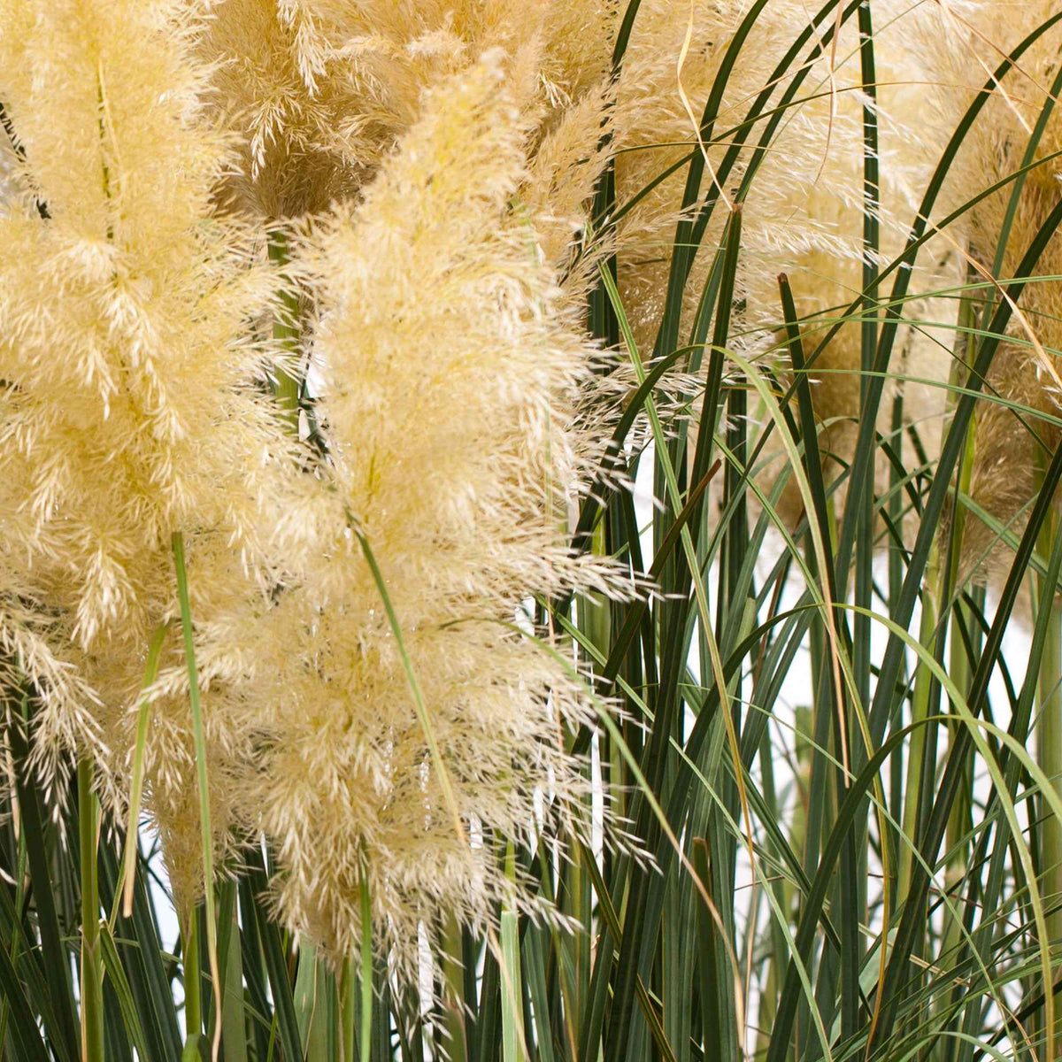 Cortaderia selloana monstruosa - Pampasgras 'Evita' - Pampasgras - Cortaderia