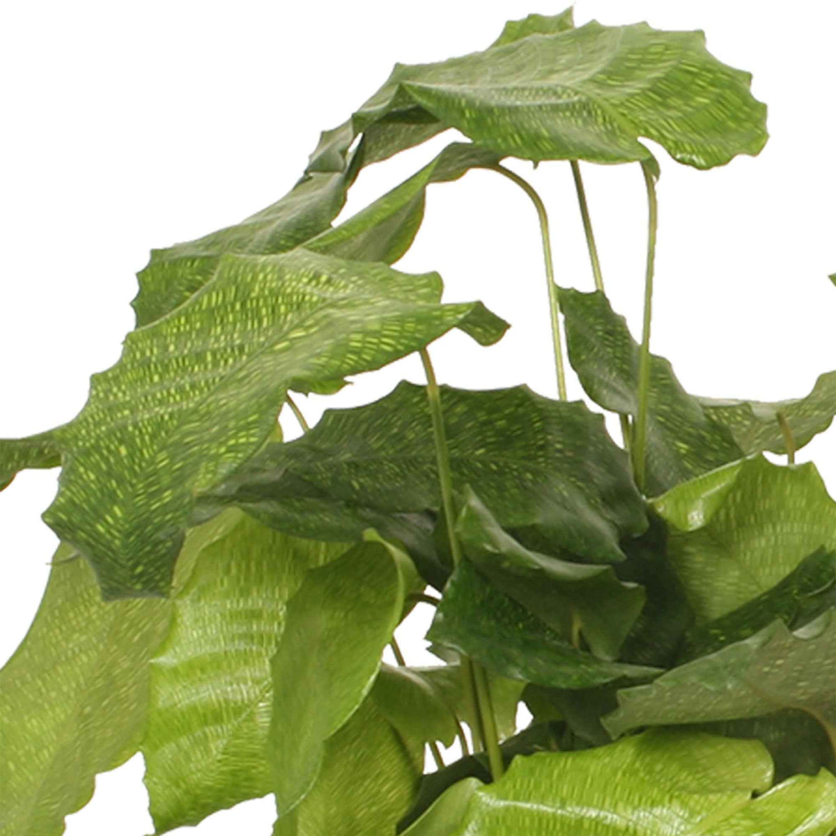 Pauwenplant 'Network' - Calathea musaica network - Bakker