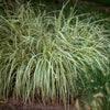 Carex 'Variegata' - Carex morrowii variegata - Tuinplanten