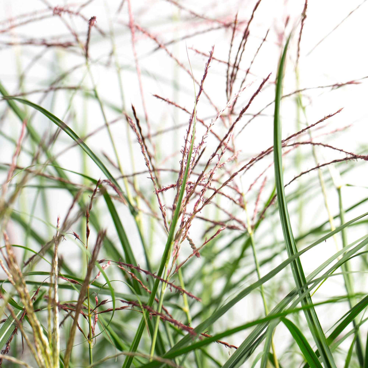 Miscanthus sinensis Ferner Osten - Prachtriet 'Ferner Osten' - Miscanthus - Chinees riet