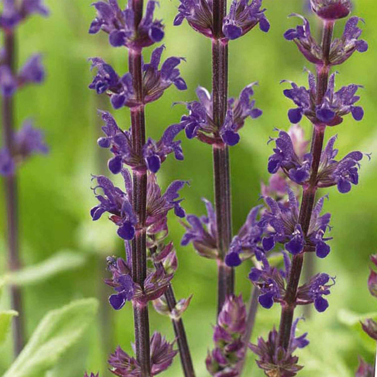 Salvia nemorosa caradonna - Bossalie 'Caradonna' - Salie