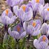 Grootbloemige krokus 'Pickwick' (x15) - Crocus vernus pick wick - Bloembollen