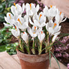 Grootbloemige Krokus 'Jeanne d'Arc' (x15) - Crocus vernus jeanne d'arc - Bloembollen