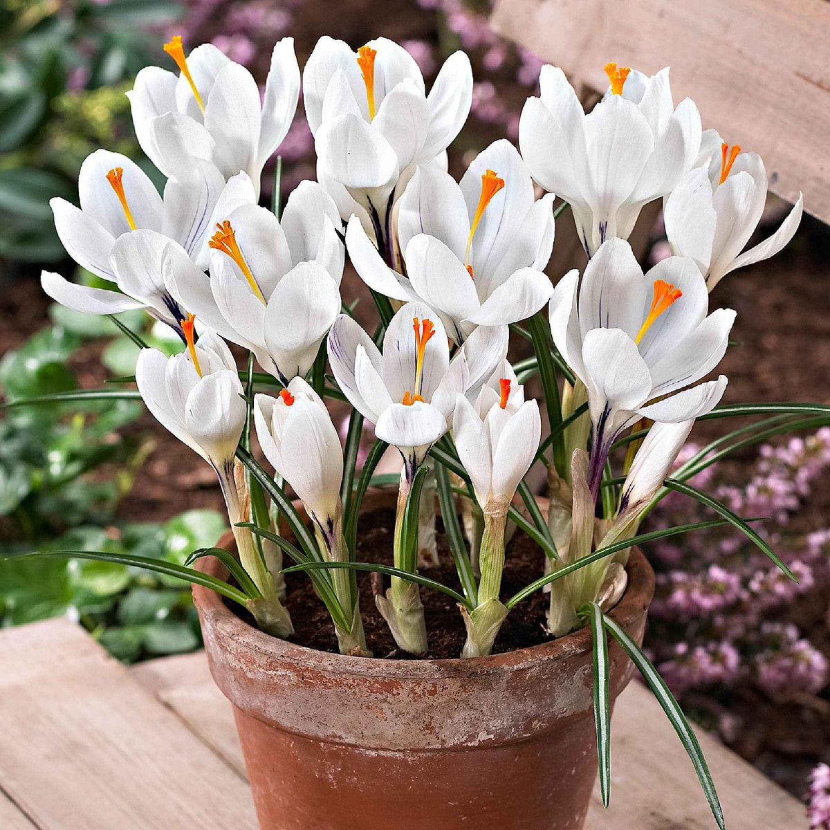 Grootbloemige Krokus 'Jeanne d'Arc' (x15) - Bakker