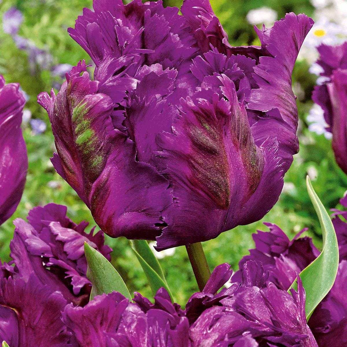 Tulp 'Negrita Parrot' (x10) - Tulipa negrita parrot - Bloembollen