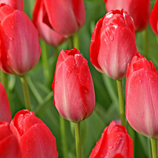 Tulp 'Van Eijk' (x10) - Tulipa van eijk - Bloembollen
