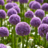 Sierui 'Globemaster' (x3) - Allium globemaster - Voorjaarsbloeiers