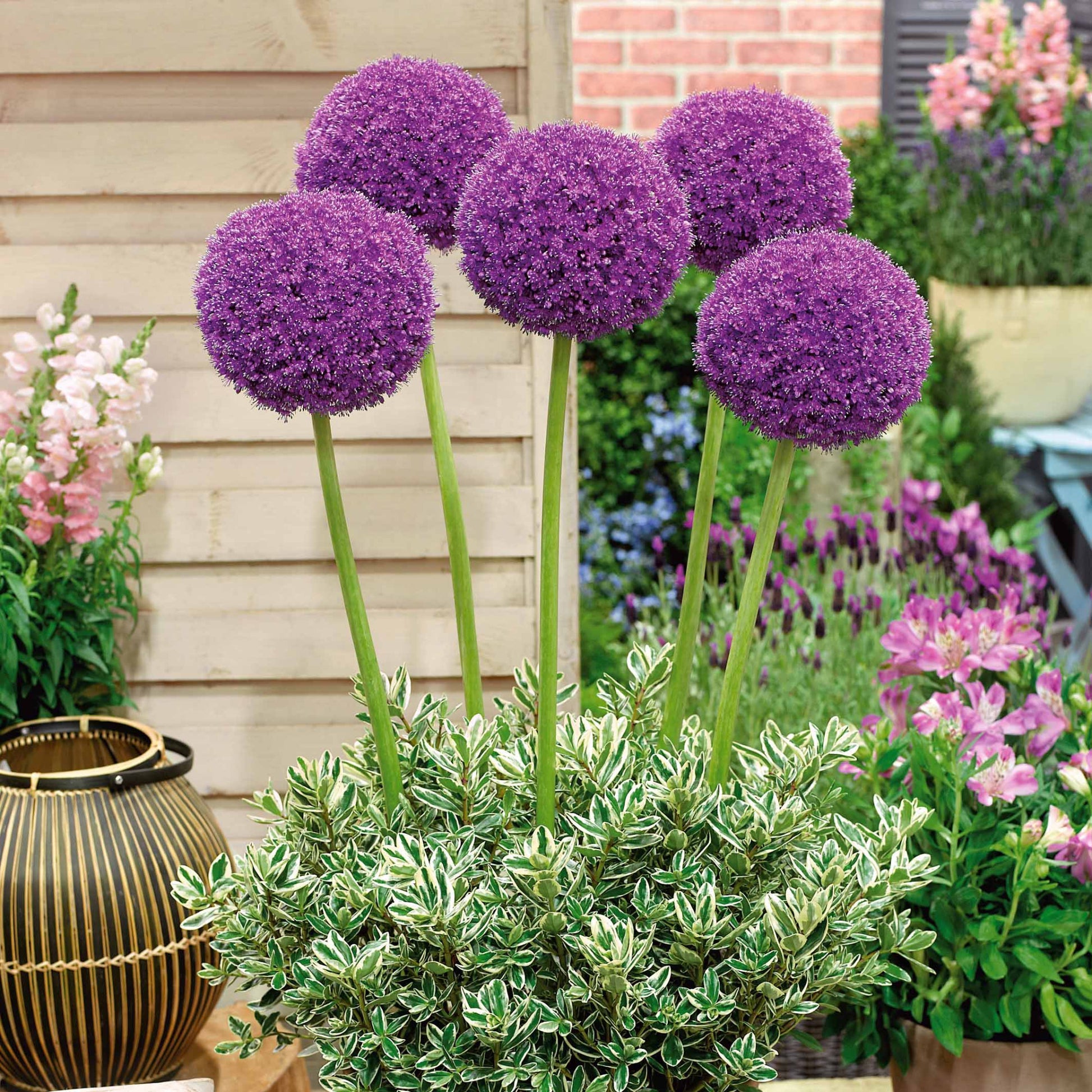 Sierui 'Globemaster' (x3) - Allium globemaster - Alliums