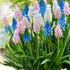 Blauwe druifjes Mix (x25) - Muscari - Bloembollen