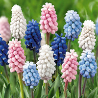 Blauwe druifjes Mix (x25) - Muscari - Bakker