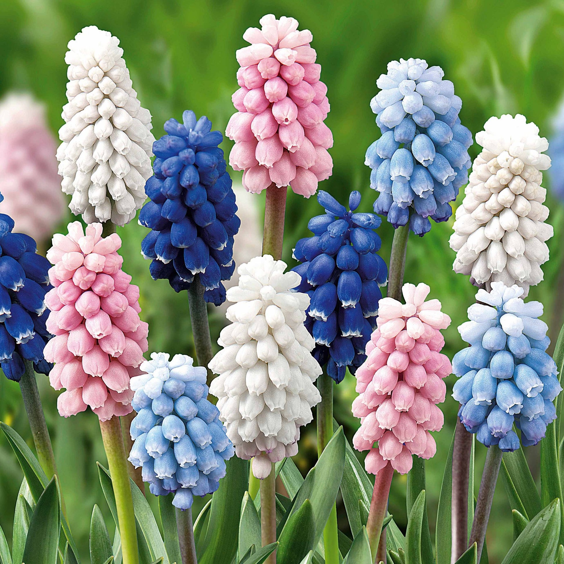 Blauwe druifjes Mix (x25) - Muscari - Bakker