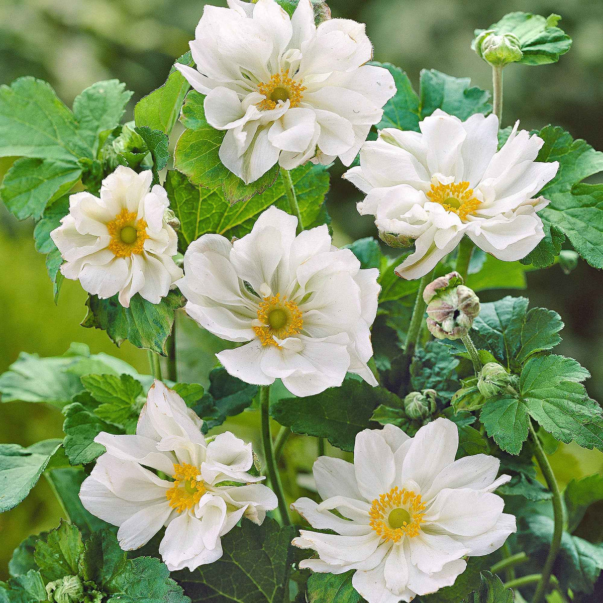 Anemone hybrida whirlwind - Anemoon 'Whirlwind' - Naakte wortels