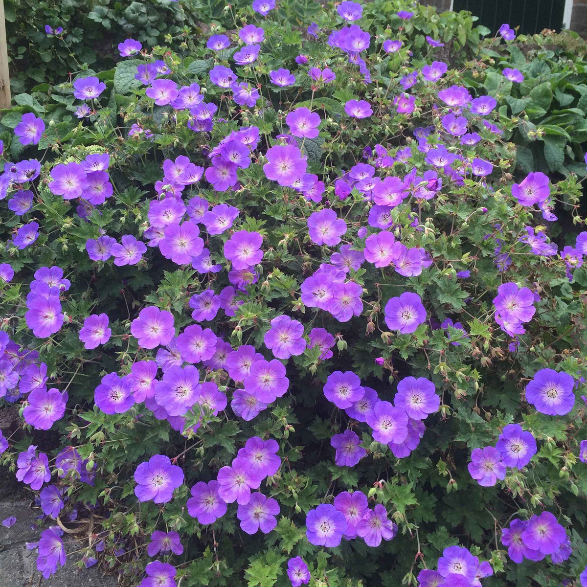 Geranium 'Rozanne' - Bakker