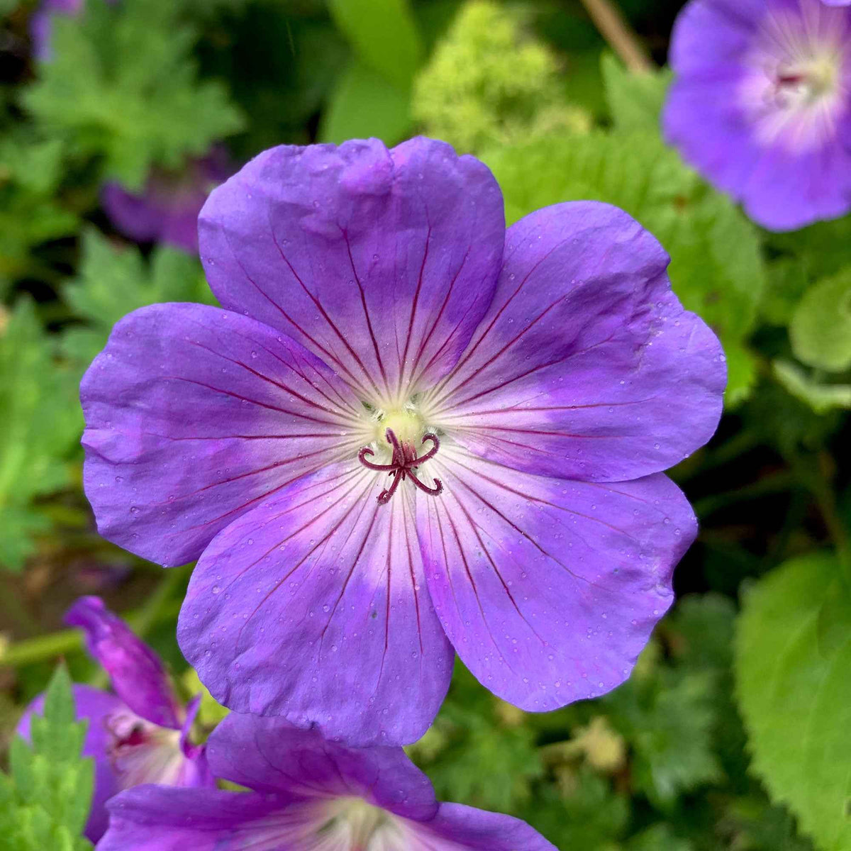 Geranium 'Rozanne' - Geranium gerwat rozanne - Bakker