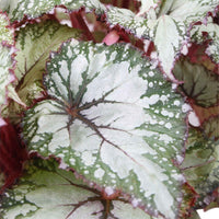 Bladbegonia 'Asian Tundra' - Begonia beleaf asian tundra - Type kamerplant