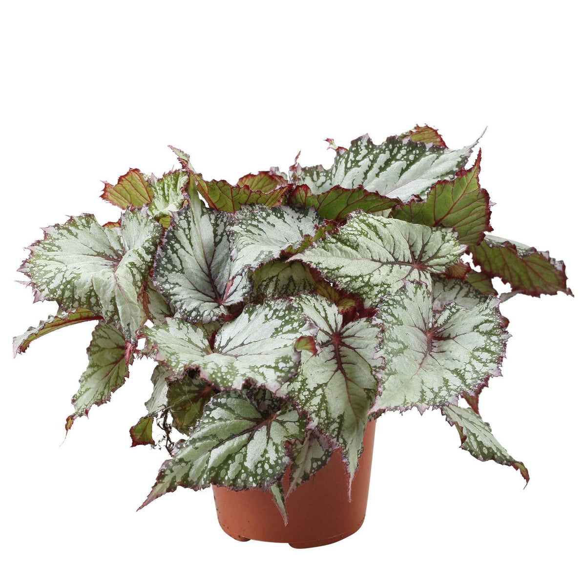 Groene kamerplanten voor interieur - Bladbegonia 'Asian Tundra' - Begonia beleaf asian tundra
