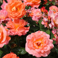Grootbloemige roos 'Augusta Louise'® - Rosa augusta louise - Tuinplanten