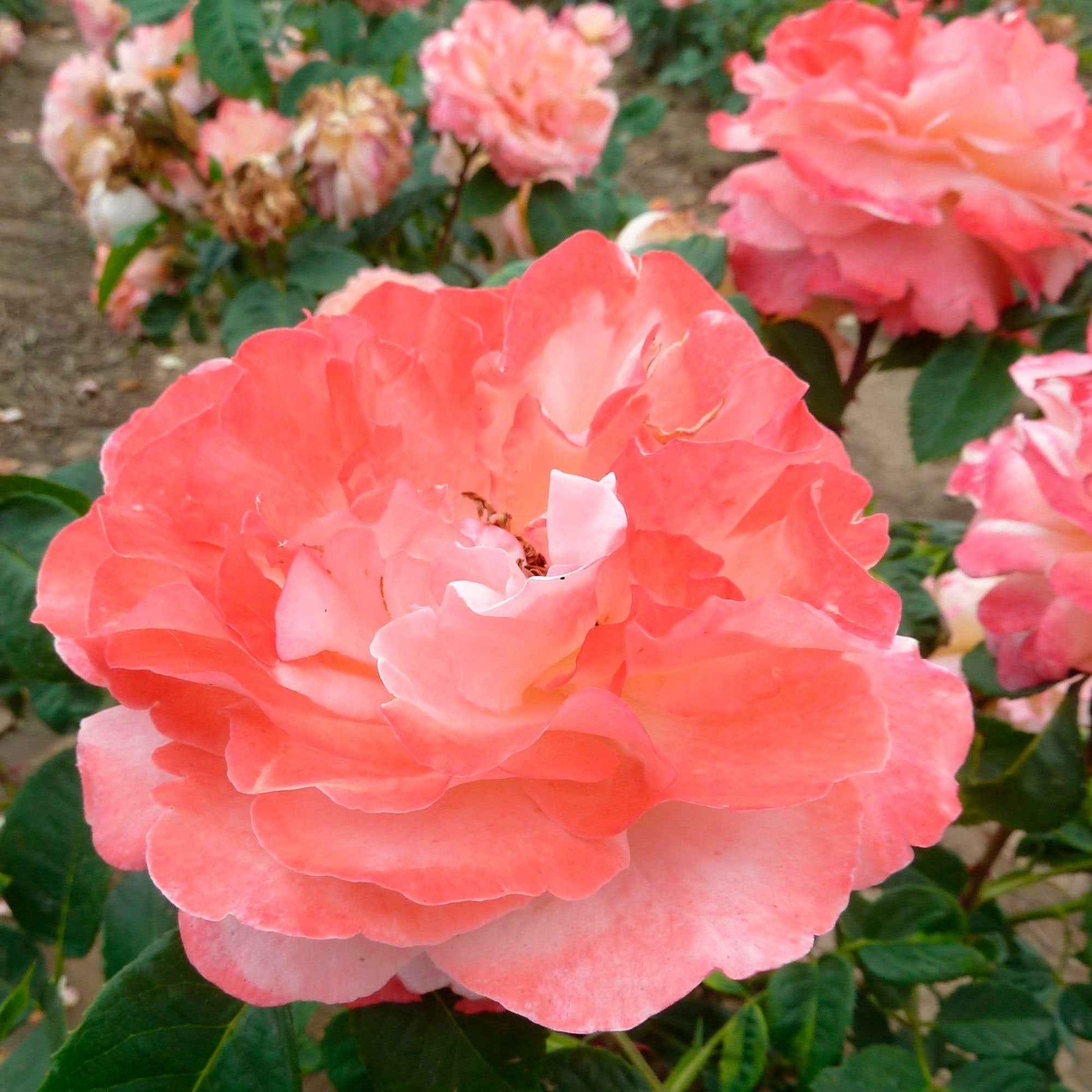 Grootbloemige roos 'Augusta Louise'® - Rosa augusta louise - Plantsoort