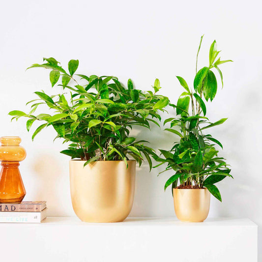 Drakenbloedboom - Bakker