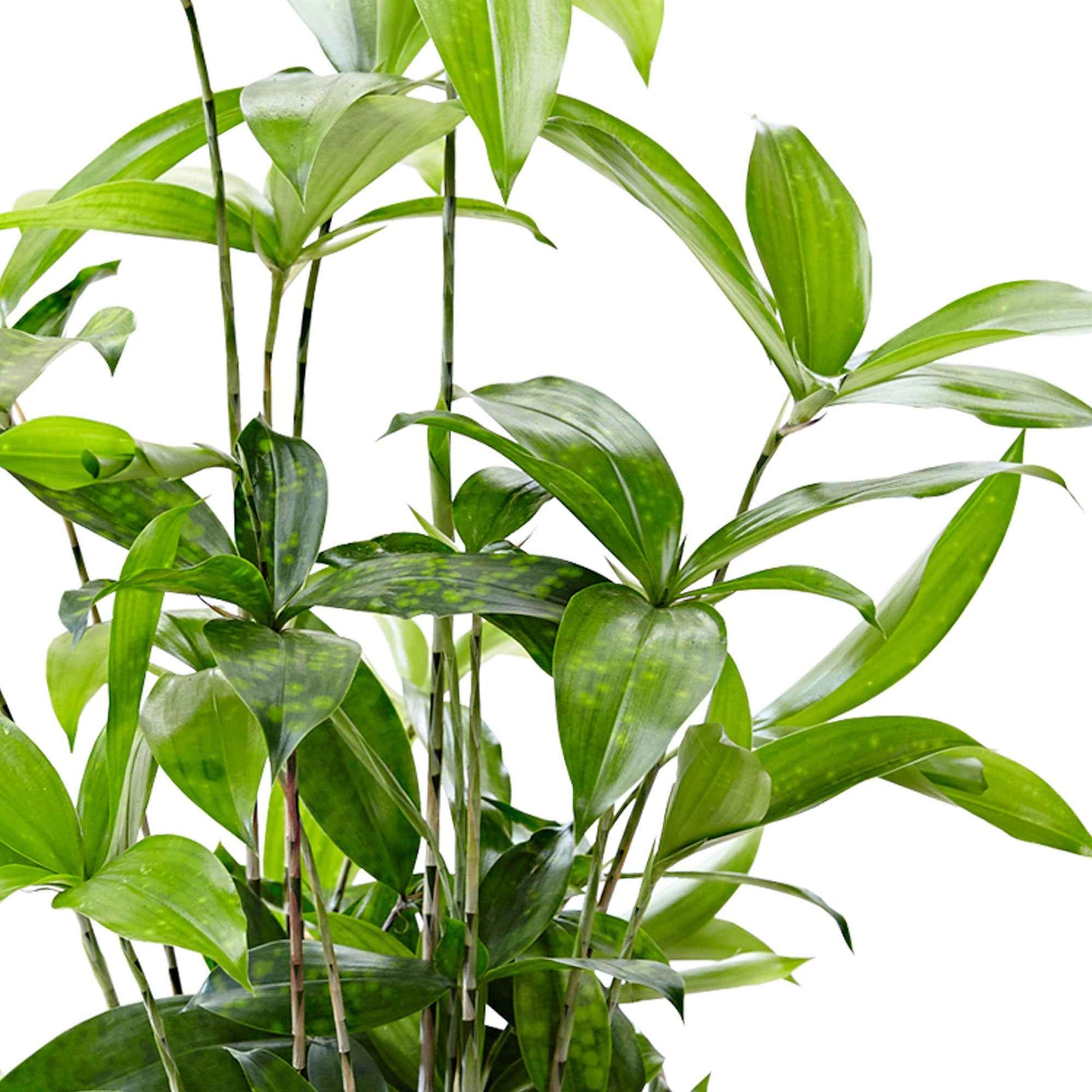 dracaena surculosa giftig Drakenbloedboom - Dracaena surculosa