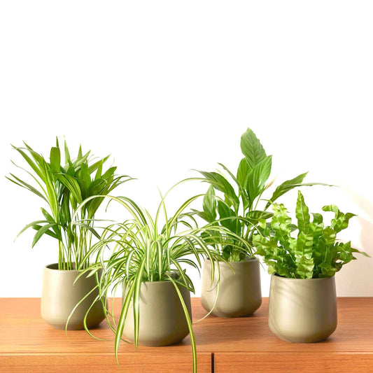 Luchtzuiverende planten Mix (x4) - Areca dypsis, chlorophytum 'atlantic', asplenium, spathiphylum