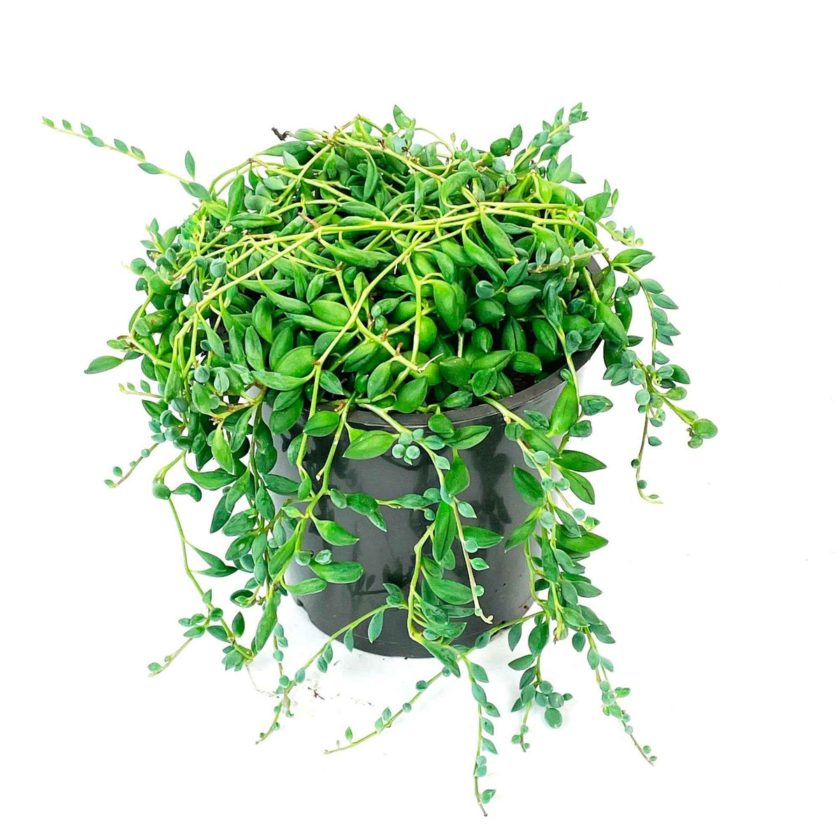 Senecio herreianus compositae - Erwtenplant Senecio herreianus  - Hangplant - Groene kamerplanten voor interieur