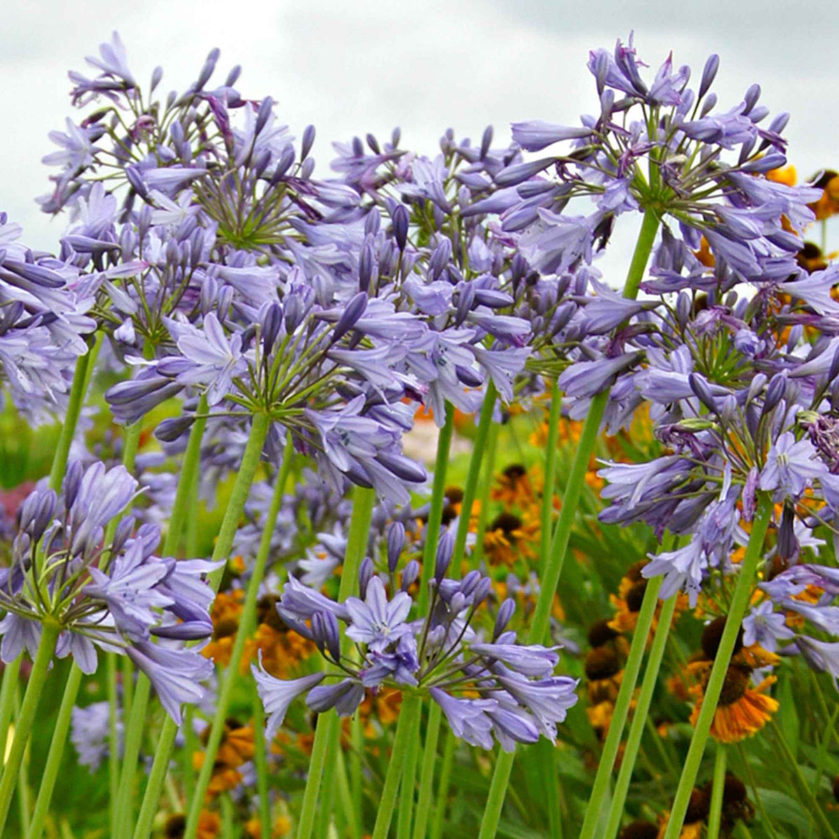 Afrikaanse lelie 'Silver Moon' - Agapanthus Silver Moon - Bakker