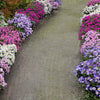 Aster Mix (x4) - Aster dumosus - Tuinplanten