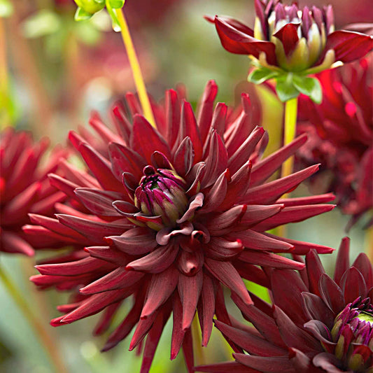 Dahlia 'Tamburo' (x3) - Bakker